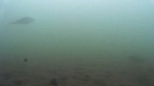 Рыбалка на Ангаре. Подводное видео. Весенняя вода. 04.04.17.