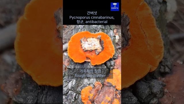 [23]간을 닮은 간버섯, Resembling a human liver, Pycnoporus cinnabarinus