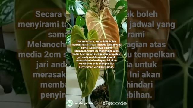 Yuuk mulai bertanam #009 | Philodendron Melanochrysum 🍀❤️#philodendron #philodendronmelanochrysum