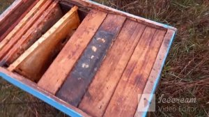 Объединение слабых пчелиных семей перед зимовкой.