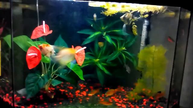 Рыбки!!!!!!!!!!!!!!(^^)^_^=_=(+_+)=_=(^^) смотреть онлайн