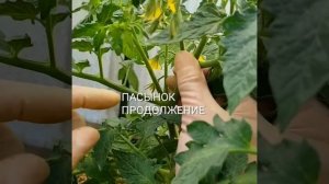 детерминантные томаты в теплице