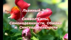 № 10. Язык Растений и Цветов (вторая часть К-П).