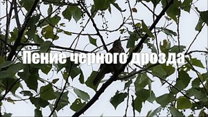 Видео 1 час Пения черного дрозда для здоровья. Звуки природы для релаксации