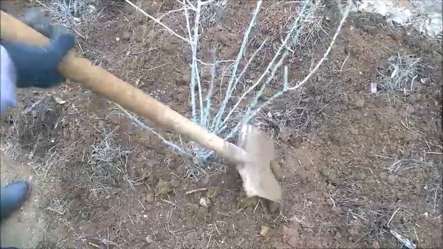 ЧЕМ ПОДКОРМИТЬ ЯГОДНЫЕ КУСТЫ ВЕСНОЙ / МУЛЬЧА ВЕСНОЙ / МУЛЬЧА ДЛЯ КУСТОВ / ОРГАНИЧЕСКОЕ ЗЕМЛЕДЕЛИЕ
