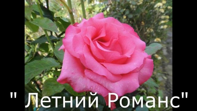 РОЗЫ в Подмосковье/БЕЗ УКРЫТИЯ/НЕ БОЛЕЮТ/сад ЕЛЕНЫ смотреть онлайн