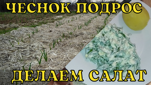 Чеснок подрастает  Делаем салат из первой зелени - из лука Суворова.