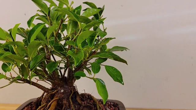 Training Ficus Ginseng Bonsai from big box store (Ficus microcarpa) #Ficus #Bonsai смотреть онлайн