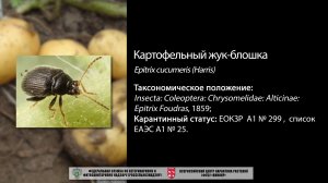 Картофельный жук-блошка (Epitrix cucumeris Harris)