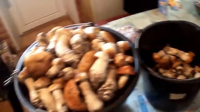 Очень много грибов в Подмосковье 2019. Белые и подосиновик хоть косой коси!!! смотреть онлайн