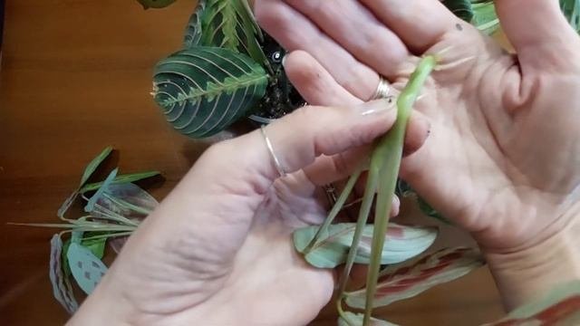 Maranta/Маранта. Размножение. Пышный кустик красивее )))
