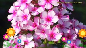 Флокс метельчатый Неон Флэер. Краткий обзор, описание характеристик phlox paniculata Neon Flair