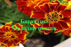 Бархатцы. Мелодия цветов.