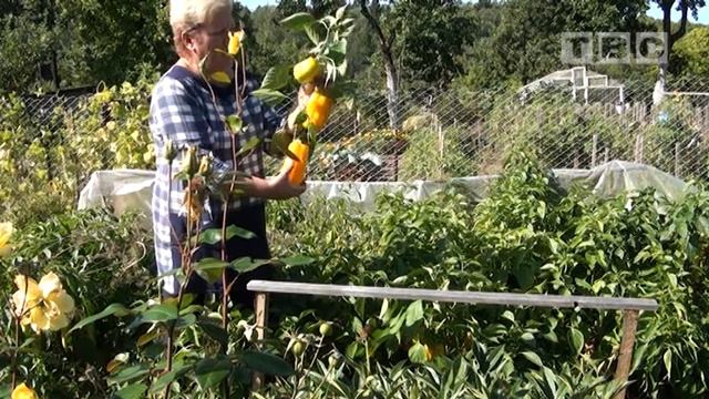 Персональный блог Светланы Кацаповой 52 вып (про сорта перцев и помидор) смотреть онлайн