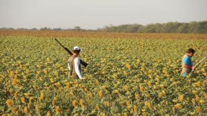 Охота на перепела