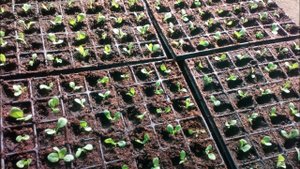 Пикировка рассады табака.