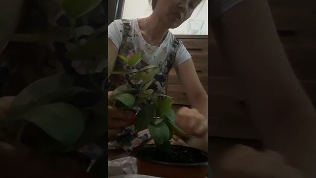 Дипладения (Мандевилла)