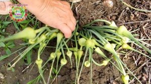 Вот так ЛЕГКО и ПРОСТО получаю семена дорогостоящего чеснока