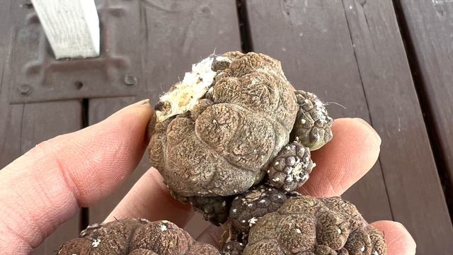 2/23 unbox: red gymno, variegated Astro, monvilla montrous, Copiapoa Hypogaea, coral, pachanoi ♥️🌵 смотреть онлайн