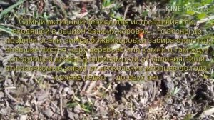 Всё о божьих коровках |что едят?опасны они?