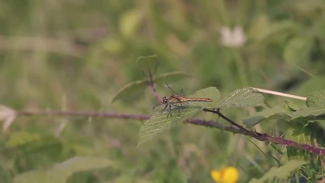 Episode 200 & 156 Lock The Doors | MrBallen Podcast: Strange, Dark & Mysterious Stories смотреть онлайн