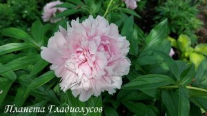 Большие цветы сиреневой окраски, которая не тускнеет под прямыми солнечными лучами Гильберт Бартело