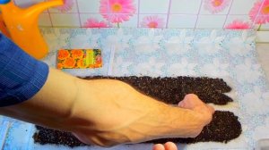 Сеем БАРХАТЦЫ в улитки.