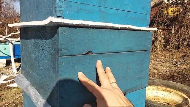 Выпуск маток из изолятора Милена смотреть онлайн