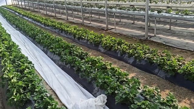 Весенние обработки и кормление клубники. смотреть онлайн