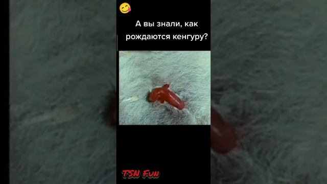 Как рождаются Кенгуру