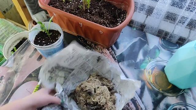 Вегетативные георгины... Попытка хранения провалилась ?
