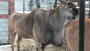 Интересные факты о африканских антилопах Канна. Interesting facts about African Cannes Antelopes.