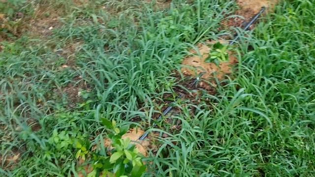 Сорт  Дюк (сигнальные ягоды) смотреть онлайн