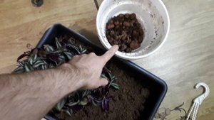 Делаю НОВУЮ традесканцию. Как омолодить традесканцию. Зебрина "Violet Hill"