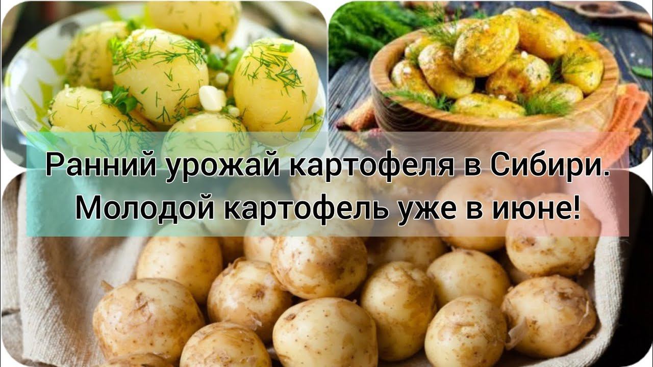 Ранний урожай картофеля в Сибири. Молодой картофель уже в июне!
