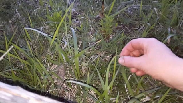 МАЙСКИЕ ЖУКИ ПРИЛЕТЕЛИ#ВРЕДИТЕЛИ ИЛИ РАЗВЛЕЧЕНИЕ смотреть онлайн