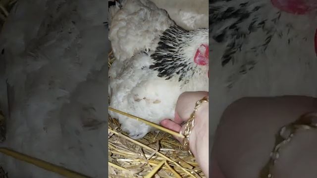 Жизнь в селе.Куры Адлеры.Сбор урожая.