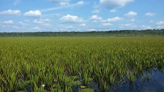 Заболачивание озёр # 2 .мой прогноз был точен.. смотреть онлайн