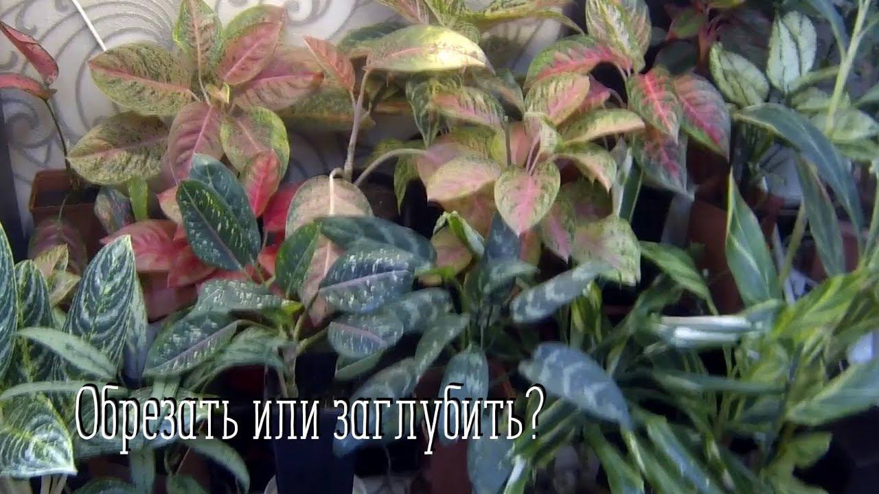 Комнатные цветы-Аглаонемы. Обрезать или заглубить? Пересадка цветов.