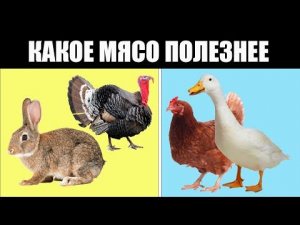 Мы сравнили 4 вида мяса. Какое мясо полезнее