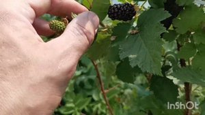Ежевика Карака Блэк зреет на Урале