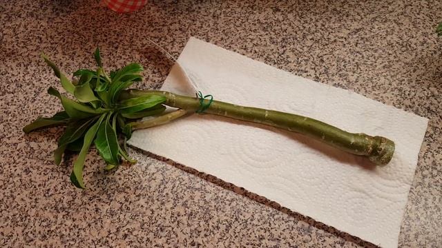 Почему погиб Адениум смотреть онлайн