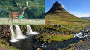 Дикие травоядные животные. ? Викторина угадайка на 4 минуты для детей. ? Изучаем травоядных зверей.