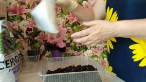 Готовлю грунт для верхнего полива фиалок и других растений.