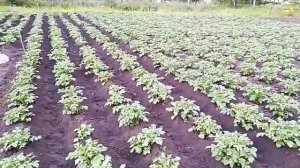 Избавляемся от осота и берёзки  3 часть