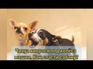 Чихуа на оживленной трассе! Как спасти собаку.