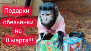 Подарки на 8 марта для маленькой домашней обезьянки Алексы!