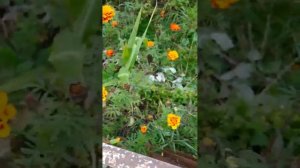 #бархатцы #tagetes  #бархатныйсезон #бархат #чернобривцы #цветы #семена #seeds24