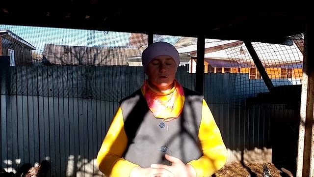 Какую выбрать породу кур для хорошей яйценоскости.