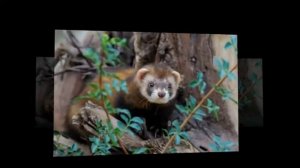 животные занесенные в красную книгу